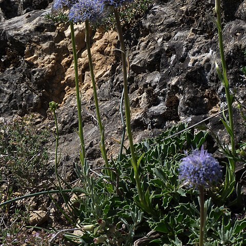 Globularia spinosa unspecified picture