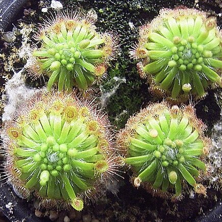 Drosera closterostigma unspecified picture