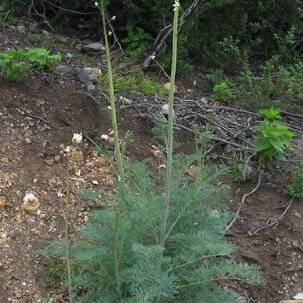 Ehrendorferia ochroleuca unspecified picture