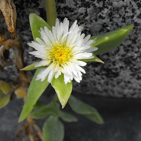 Delosperma tradescantioides unspecified picture