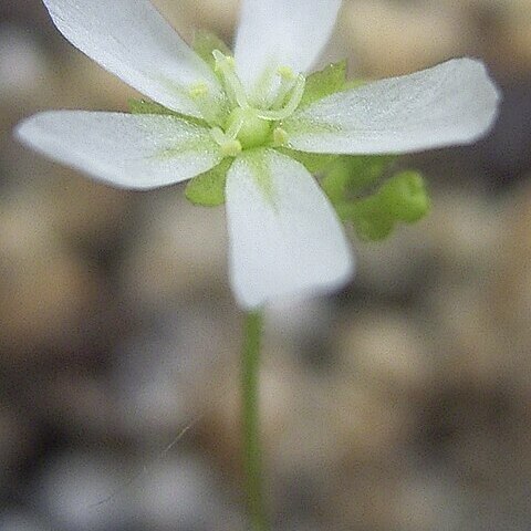 Drosera oreopodion unspecified picture