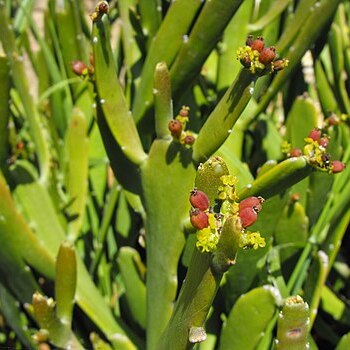 Euphorbia xylophylloides unspecified picture