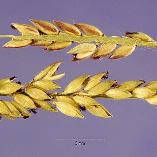 Eriochloa polystachya unspecified picture