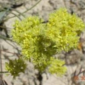 Eriogonum ochrocephalum unspecified picture