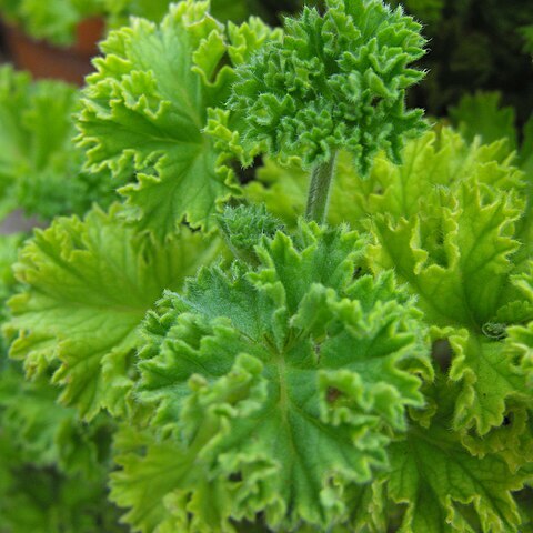 Pelargonium citronellum unspecified picture