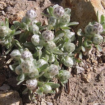 Stylocline gnaphaloides unspecified picture