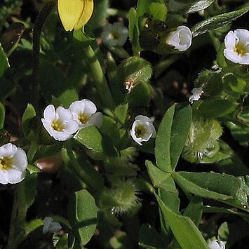 Plagiobothrys acanthocarpus unspecified picture