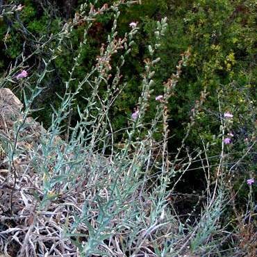 Stephanomeria cichoriacea unspecified picture