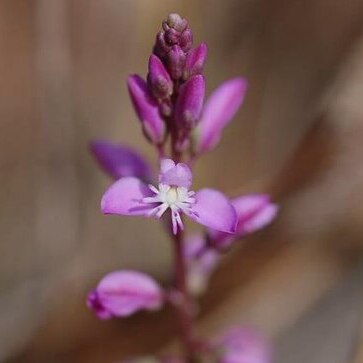 Polygala lewtonii unspecified picture