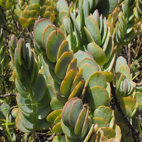 Kalanchoe marnieriana unspecified picture