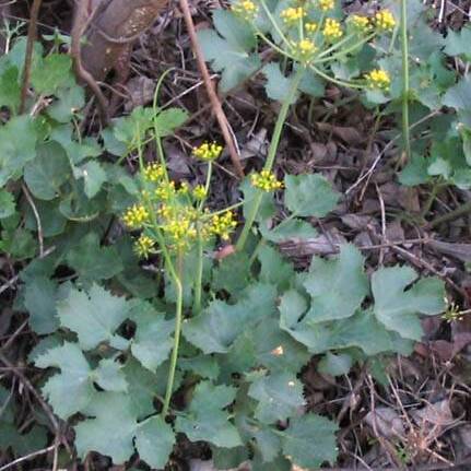 Lomatium lucidum unspecified picture