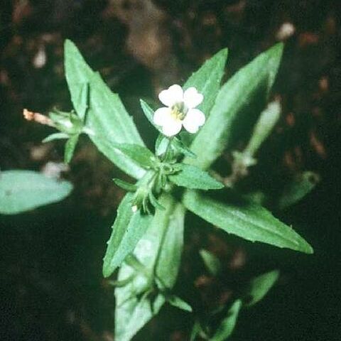 Gratiola neglecta unspecified picture