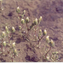 Gratiola heterosepala unspecified picture