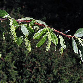 Salix laevigata unspecified picture