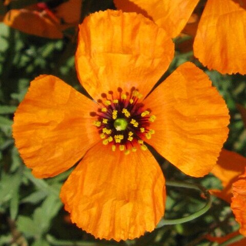 Papaver heterophyllum unspecified picture