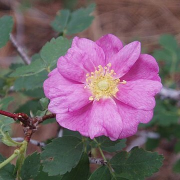 Rosa spithamea unspecified picture