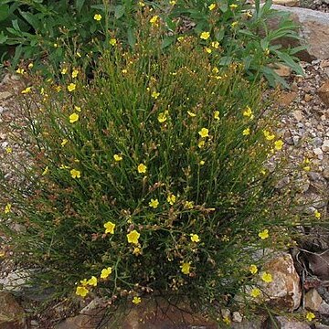 Helianthemum scoparium unspecified picture