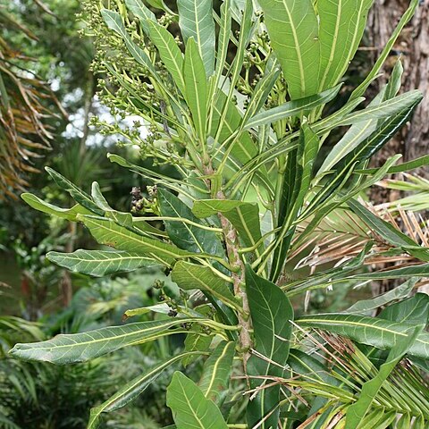 Meryta latifolia unspecified picture