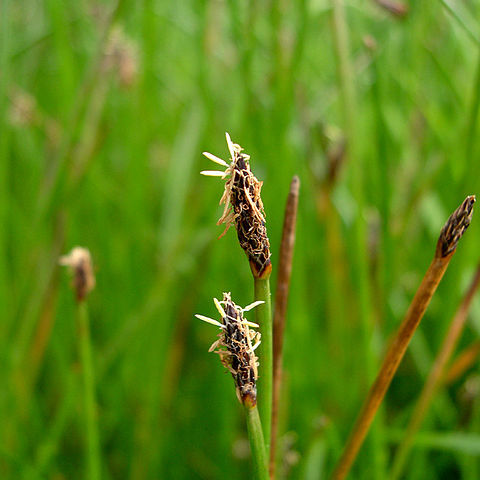 Eleocharis macrostachya unspecified picture