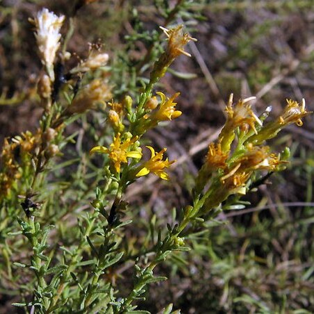 Ericameria palmeri var. pachylepis unspecified picture