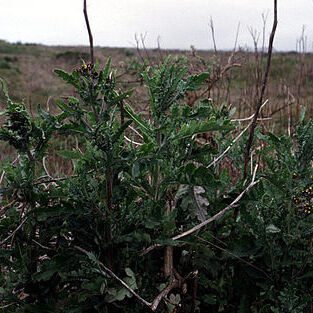 Erechtites glomeratus unspecified picture