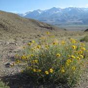 Encelia actoni unspecified picture