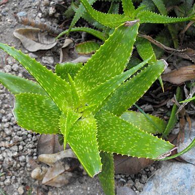 Aloe andongensis unspecified picture