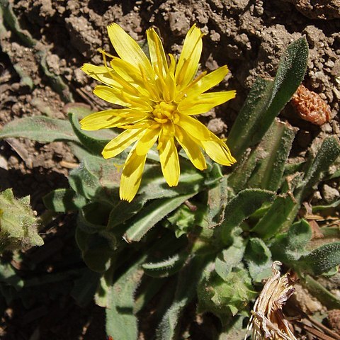 Agoseris retrorsa unspecified picture