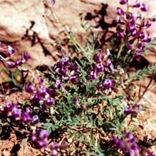 Astragalus desperatus unspecified picture