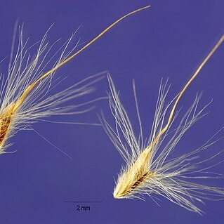 Bothriochloa saccharoides unspecified picture