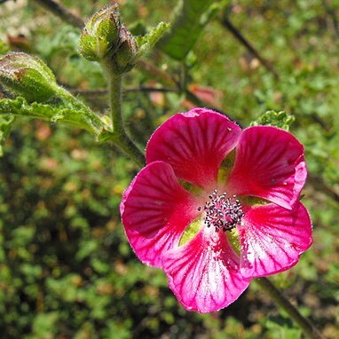 Anisodontea unspecified picture