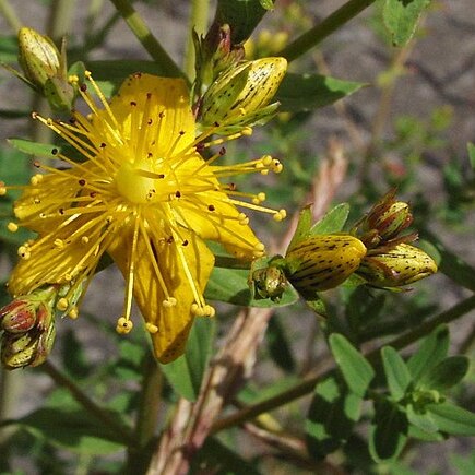 Hypericum maculatum subsp. obtusiusculum unspecified picture