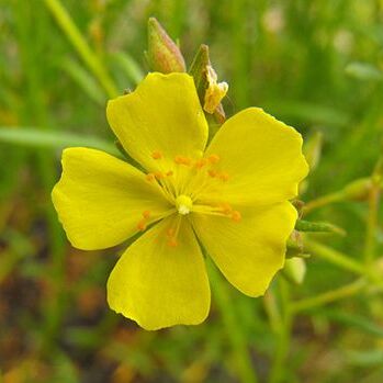 Crocanthemum unspecified picture