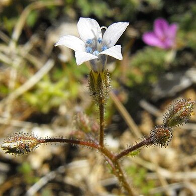 Gilia stellata unspecified picture