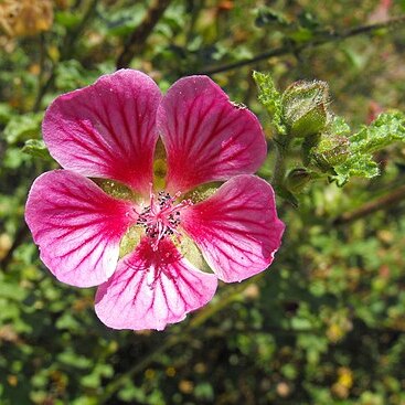 Anisodontea x hypomadara unspecified picture