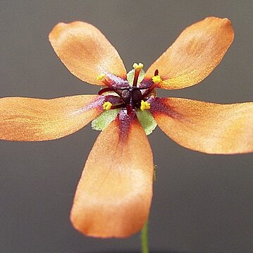 Drosera leucoblasta unspecified picture