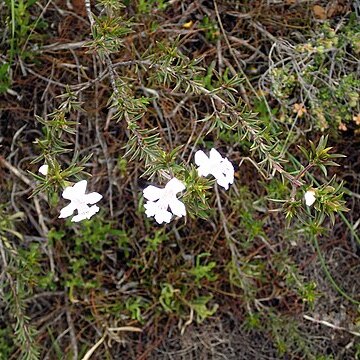 Hemiandra leiantha unspecified picture