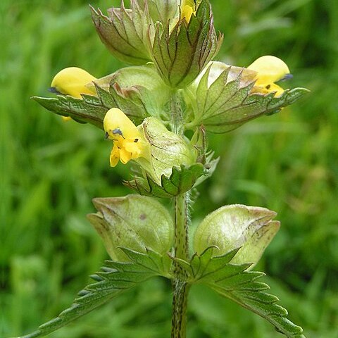 Rhinanthus unspecified picture