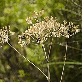 Ferulago nodosa unspecified picture