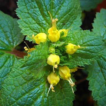 Scrophularia chrysantha unspecified picture