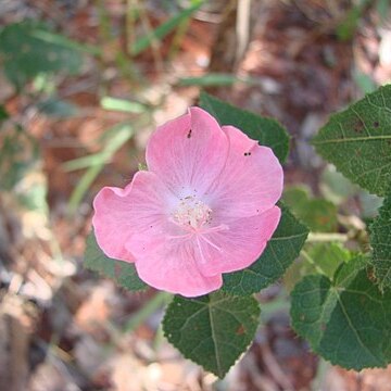 Pavonia rosa-campestris unspecified picture