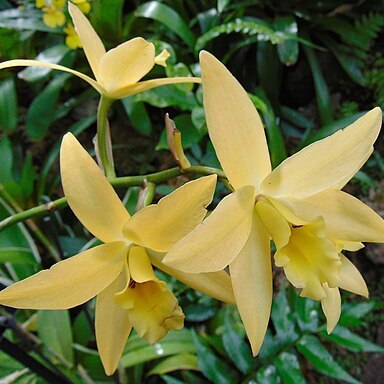 x Laeliocatanthe unspecified picture