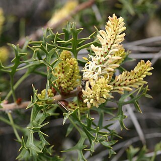 Petrophile unspecified picture