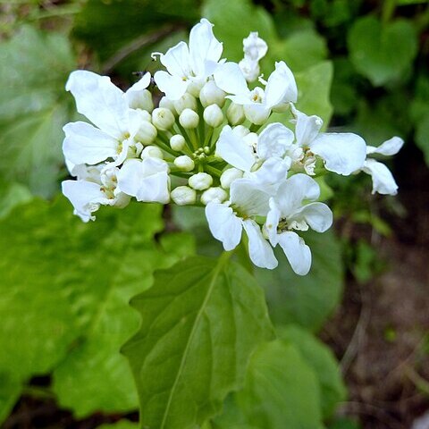 Pachyphragma macrophyllum unspecified picture