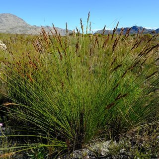 Schoenus cuspidatus unspecified picture