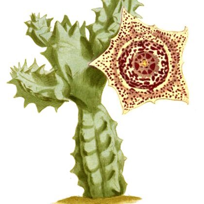 Huernia guttata unspecified picture