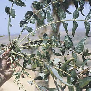 Boswellia elongata unspecified picture