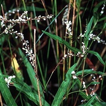 Persicaria setacea unspecified picture