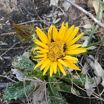 Berkheya armata unspecified picture