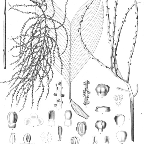 Chamaedorea sartorii unspecified picture